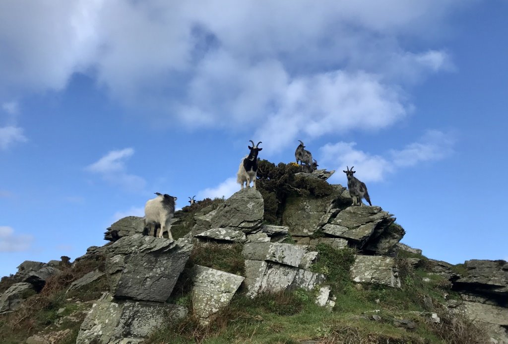 Lynton And Lynmouth Goats In The Valley Of Rocks